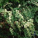Spiraea arcuata P1D